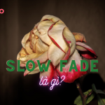 Slow Fade là gì?